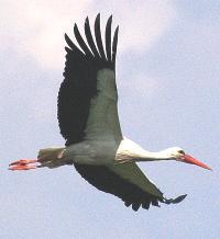 Wei�storch beim Anflug zum Nest. Erlebt bei der Exkursion "Besuch bei den Wei�st�rchen"; Foto: Dietmar Bormann