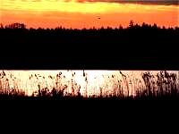 Sonnenaufgang in der Wagbachniederung. Erlebt auf der Exkursion "Wagbachniederung im Fr�hling", Foto: Suz Richter