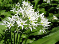 Brlauch (Allium ursinum) 