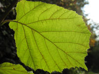 Blatt der Hasel (Corylus avellana)