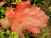Herbstfrbung: Blatt der wrmeliebenden Elsbeere (Sorbus torminalis)