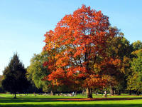Schöne Herbstfärbung im Schlossgarten