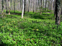 Waldbereich mit dichtem Teppich aus Waldbingelkraut (Mercurialis perennis), Buschwindrschen (Anemone nemorosa), verschiedenen Veilchen und anderen ...