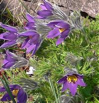 K�chenschelle im Naturerlebnisgarten (Kurs Lebendige Gartengestaltung); Foto: Gaby Borlinghaus