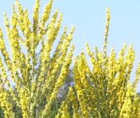 K�nigskerzen im Naturerlebnisgarten (Kurs Lebendige Gartengestaltung); Foto: Gaby Borlinghaus