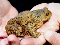 Erdkr�tenweibchen (Bufo bufo)