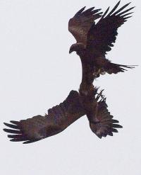 Schwarzmilanpaar beim Balzspiel. Erlebt im Greifvogel-Kurs; Foto: Dietmar Bormann
